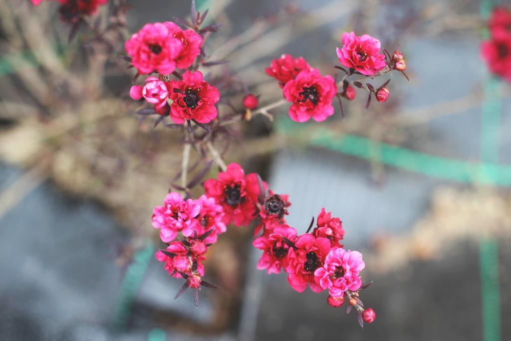 World'S Nests Furnas Pods Village エクステリア 写真